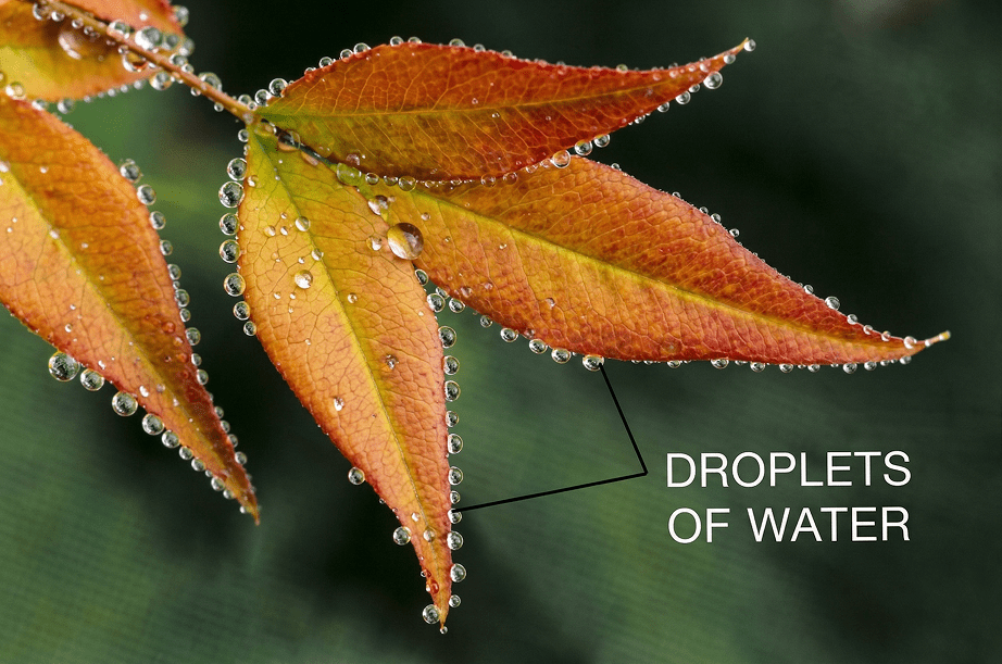 A certain process called Guttation occurs from the leaves of herbaceous plants. Transpiration, Concise Biology Solutions ICSE Class 10.