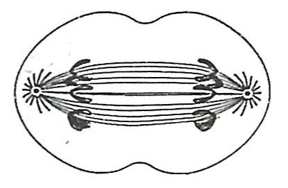The figure given alongside was shown to students of class 10 in the laboratory under a compound microscope. They were told to observe the slide, identify the stage of mitotic cell division and mention the number of chromosomes which would be found in the daughter cells. Which of the following will be the correct response? Cell Cycle, Cell Division, Chromosomes, Concise Biology Solutions ICSE Class 10.