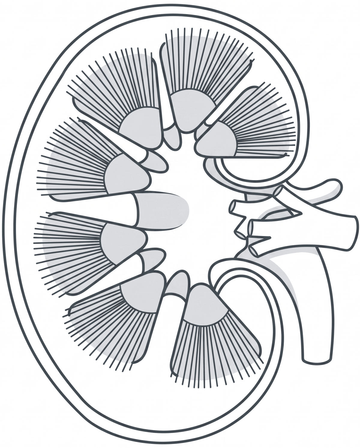 Draw a neat, labelled diagram of a human sperm. ICSE Concise 10 Biology Model Paper.