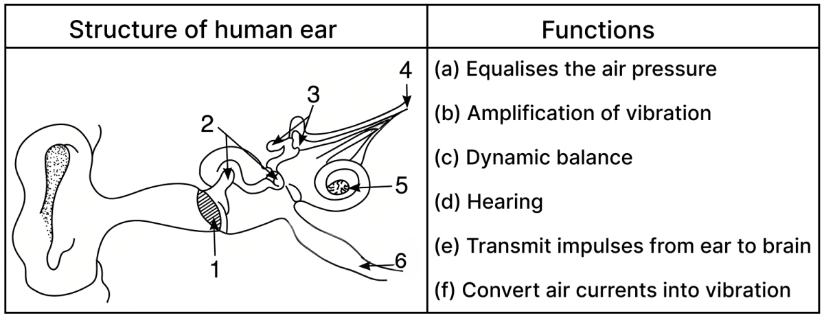 Draw a neat, labelled diagram of a human sperm. ICSE Concise 10 Biology Model Paper.