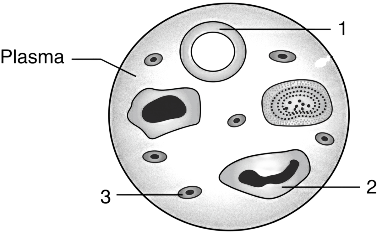 Rahul observed a slide of 'Blood smear' under a compound microscope in the laboratory. He saw three different kinds of cells, suspended in the plasma. ICSE Concise 10 Biology Model Paper.