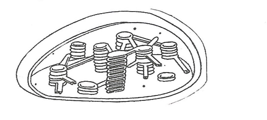 Given below is the internal structure of chloroplast. Read the information given ahead and fill in the blanks: Cell Cycle, Cell Division, Chromosomes, Concise Biology Solutions ICSE Class 10.