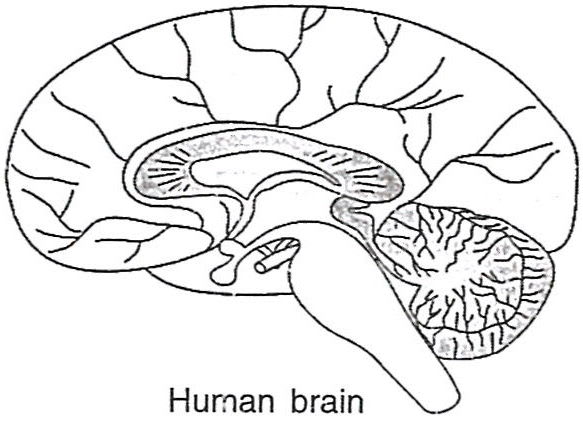 Given below is a median (sagittal) section of the human brain. Read the information and fill in the blanks: Cell Cycle, Cell Division, Chromosomes, Concise Biology Solutions ICSE Class 10.