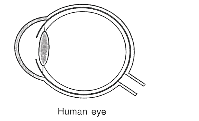 Given below is the structure of a human eye. Read the information below the diagram and fill in the blanks: Genetics, Concise Biology Solutions ICSE Class 10.