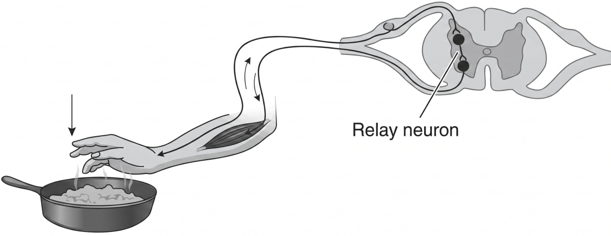 Study the picture given alongside and answer the questions. ICSE Concise 10 Biology Model Paper.