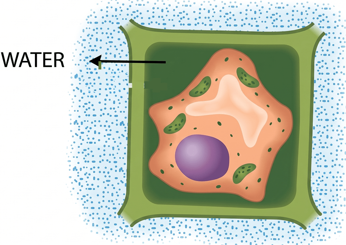 Draw a neat, labelled diagram of the shape and structure of a plant cell kept in a hypertonic solution of sugar. ICSE Concise 10 Biology Model Paper.
