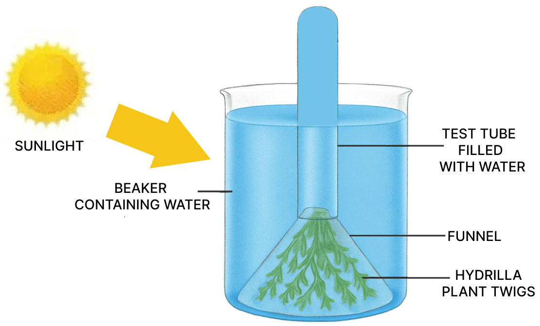 Draw a neat and labelled diagram of the same experiment for its initial stage. Photosynthesis, Concise Biology Solutions ICSE Class 10.