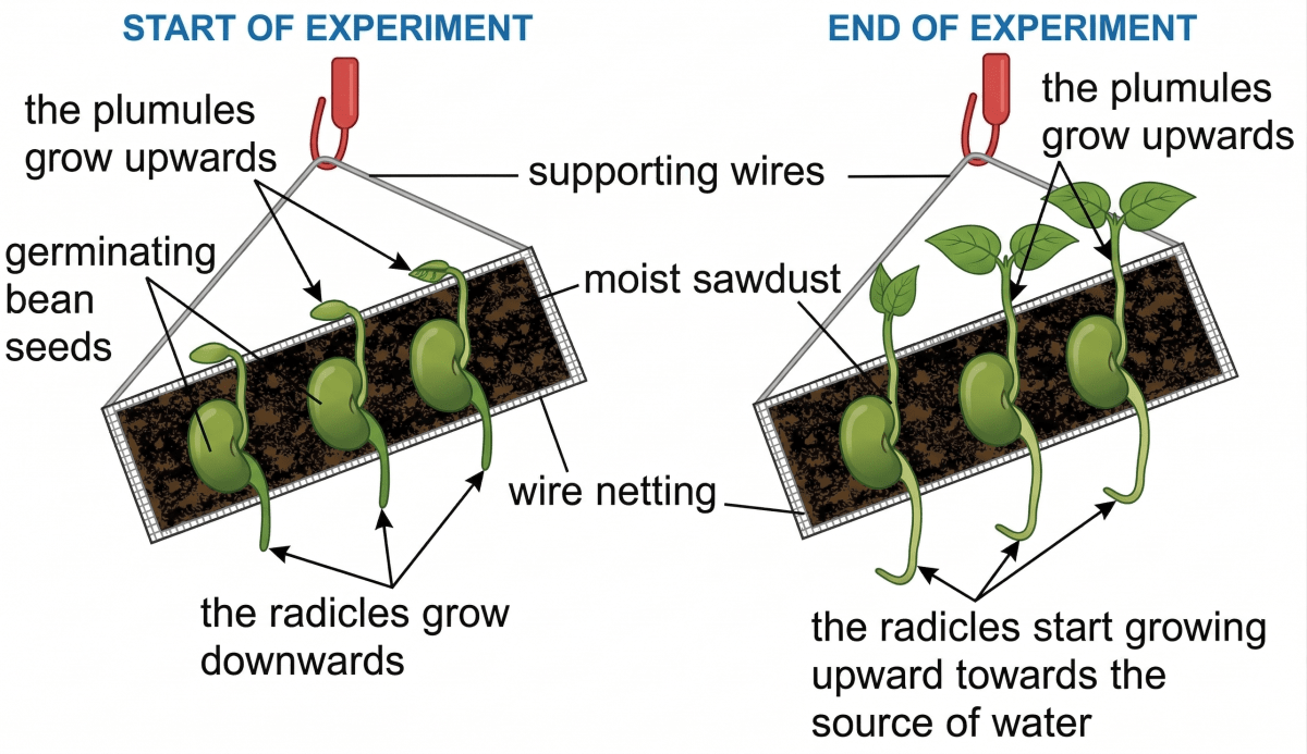 Rohan set up an experiment with germinating bean seeds. He fixed the seeds on a wire mesh with moist sawdust placed below them. At the start, the radicles grow downward and the plumules upward. After a few days though, he noticed that the radicles began bending towards the moist sawdust instead of simply going straight down. Chemical Coordination in Plants, Concise Biology Solutions ICSE Class 10.