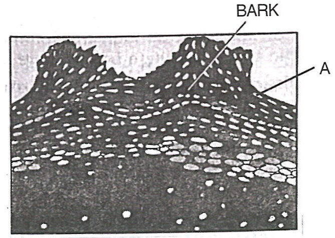 The figure given below is a transverse section of an old woody stem. It shows very minute openings labelled - A on its surface. Cell Cycle, Cell Division, Chromosomes, Concise Biology Solutions ICSE Class 10.