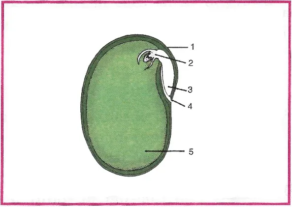 Question 1 relevant labelled biology diagram