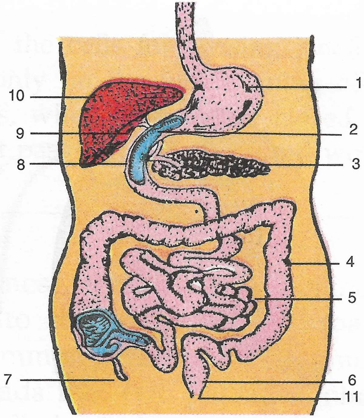 Labelled human alimentary canal diagram