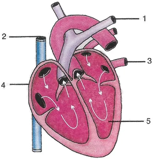 Placeholder for the required circulatory system diagram