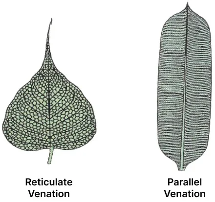 Parallel and reticulate venation diagram