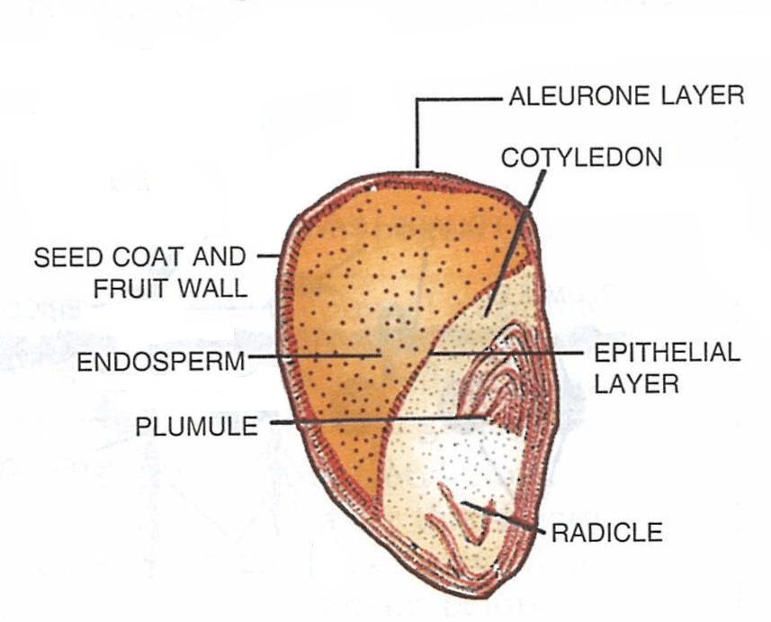 Draw a neat diagram of the 'longitudinal section of a maize grain' and label its seven important parts. Answer the following questions : Concise Biology Solutions ICSE Class 6.