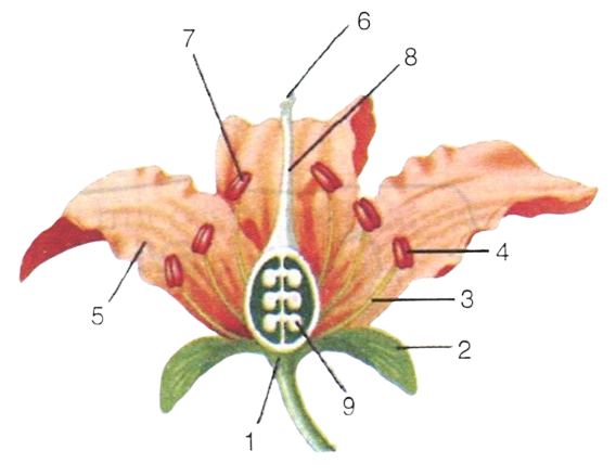 Given alongside is a figure of the vertical section of a typical bisexual flower. Study the same and answer the following questions : Concise Biology Solutions ICSE Class 6.