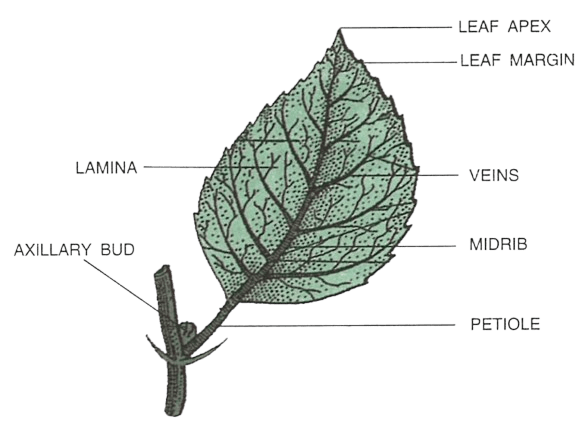 Draw a neat diagram of a simple, petiolate leaf showing reticulate venation and label its seven important parts. Answer the following questions:Concise Biology Solutions ICSE Class 6.