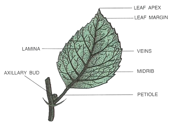 Simple petiolate leaf with seven labelled parts