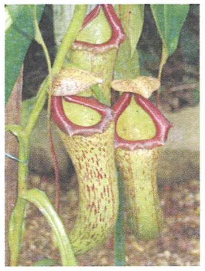 The figures given below show three insectivorous plants. Study the same and answer the following questions : Concise Biology Solutions ICSE Class 6.