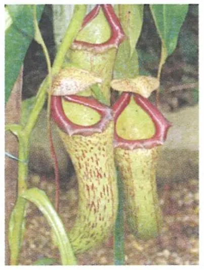 Plant A