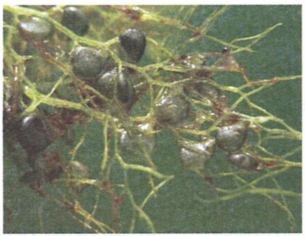 The figures given below show three insectivorous plants. Study the same and answer the following questions : Concise Biology Solutions ICSE Class 6.