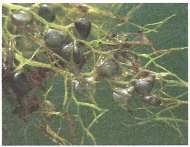 Plant B
