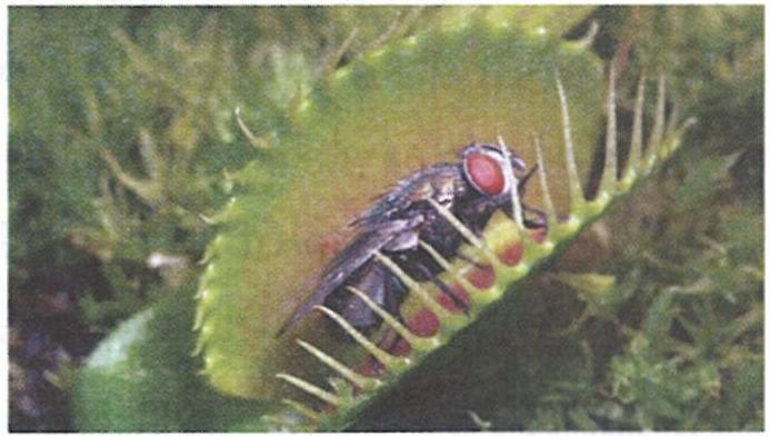 The figures given below show three insectivorous plants. Study the same and answer the following questions : Concise Biology Solutions ICSE Class 6.