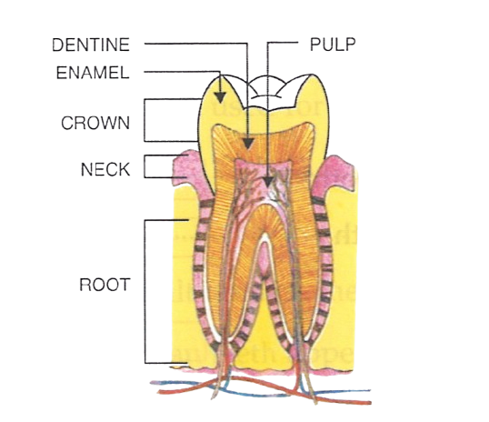 Diagram of vertical section of a grinding tooth Concise Biology Solutions ICSE Class 6.