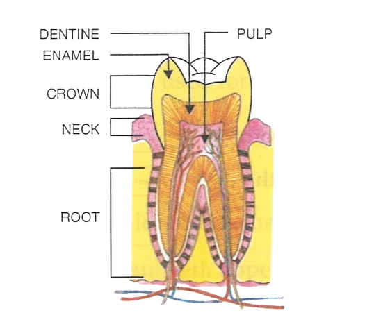 Labelled human alimentary canal diagram