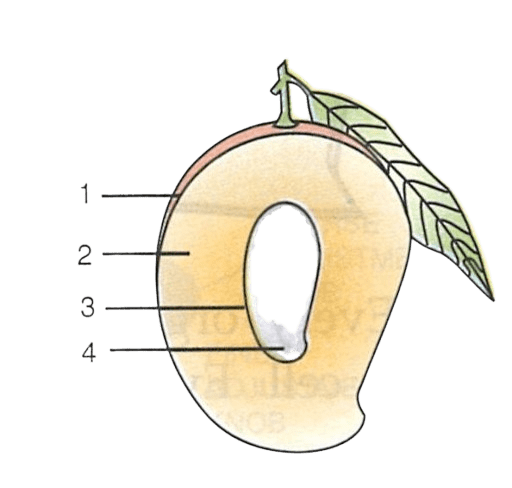 The figure given alongside represents the vertical section of a fruit. Study the same and answer the following questions :Concise Biology Solutions ICSE Class 6.