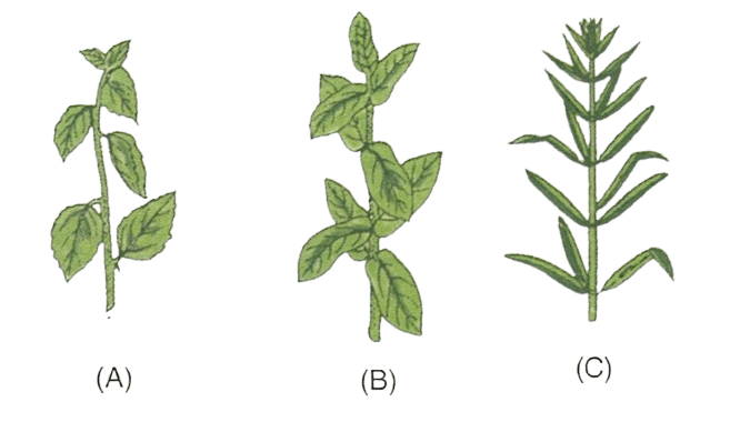 The figures given alongside represent the different kinds of leaf arrangements on the stem. Study the figures and answer the following :Concise Biology Solutions ICSE Class 6.