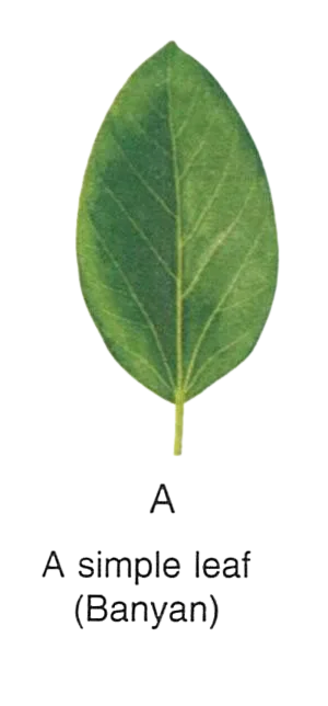 (i) Simple leaf — Banyan
