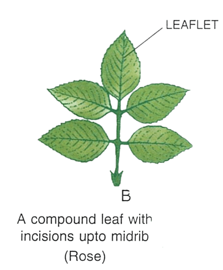 (ii) Diagram of compound leaf with incision upto midrib: Concise Biology Solutions ICSE Class 6.