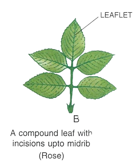 (ii) Pinnately compound leaf — Rose