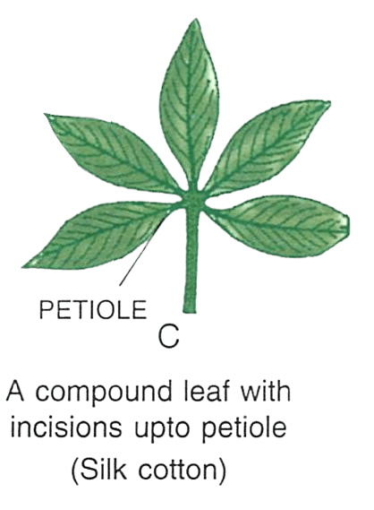 (iii) Diagram of compound leaf with incision upto petiole: Concise Biology Solutions ICSE Class 6.