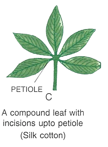 (iii) Palmately compound leaf — Silk cotton