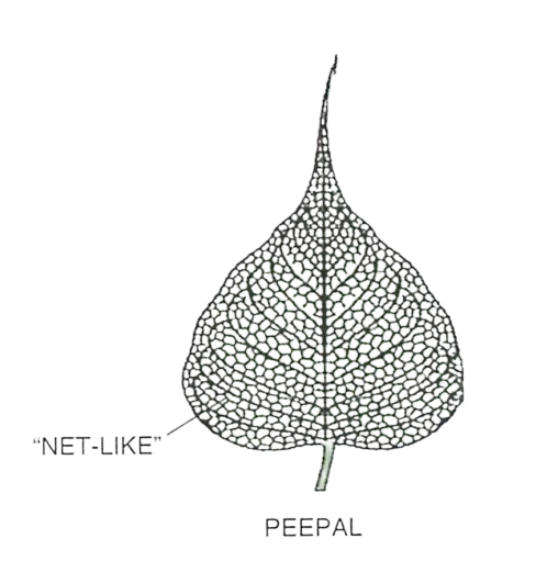 (iv) Simple leaf with reticulate venation — Peepal