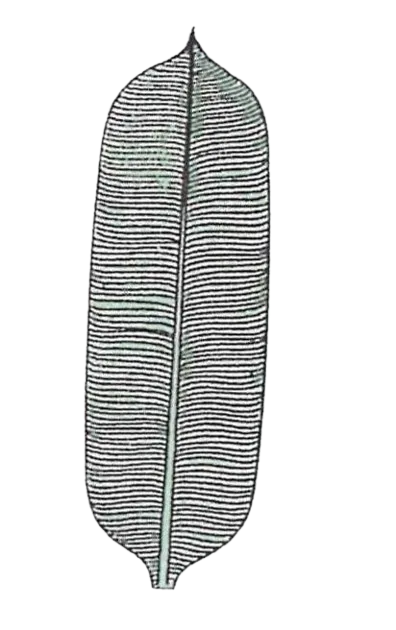 (v) Simple leaf with parallel venation — Banana
