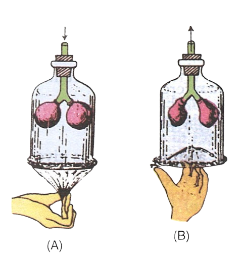 The diagram given alongside is an experimental set up mimicking a certain process occurring in living beings Study the figure and answer the following questions : Concise Biology Solutions ICSE Class 6.