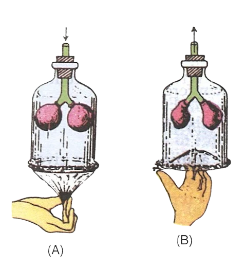 Placeholder for bell jar breathing model diagram