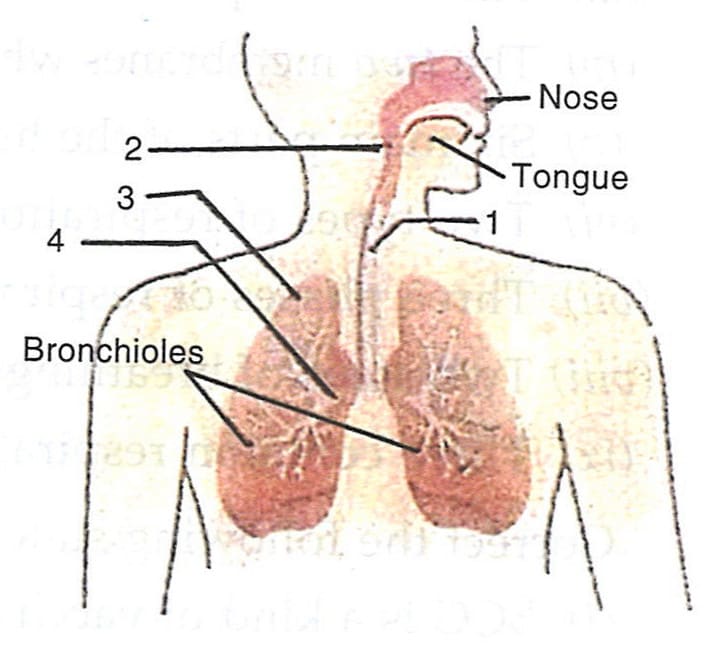 The diagram given alongside shows the Human Respiratory System. Study the same and answer the following questions : Concise Biology Solutions ICSE Class 6.