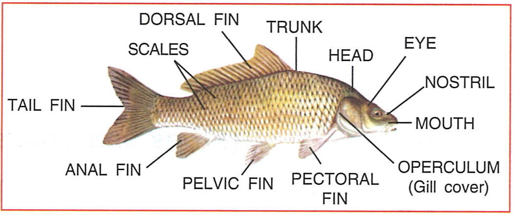 Draw a neat diagram of a fish and label the five kinds of fins, operculum and mouth. Answer the following questions : Concise Biology Solutions ICSE Class 7.