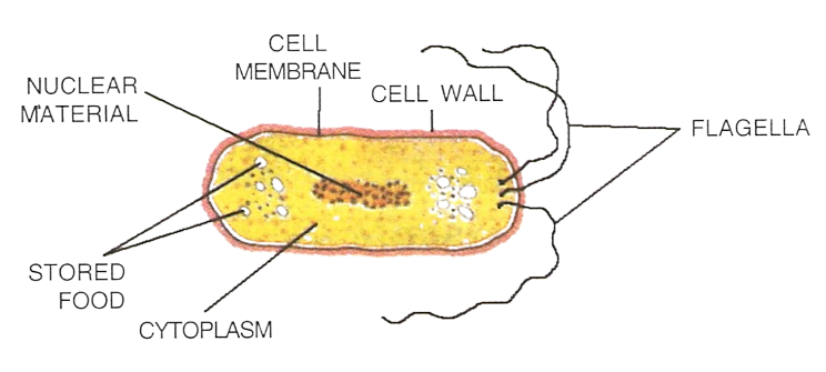 Draw a neat, generalized diagram of a bacterium and label its six important parts. Answer the following questions. Concise Biology Solutions ICSE Class 7.