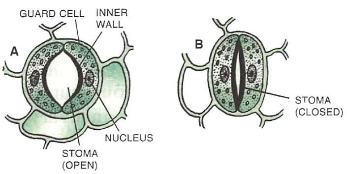 Draw a neat diagram of opened and closed stomata and answer the following questions : Concise Biology Solutions ICSE Class 7.