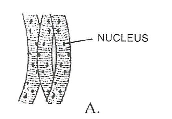 Study the figures given below and answer the following questions : Concise Biology Solutions ICSE Class 7.