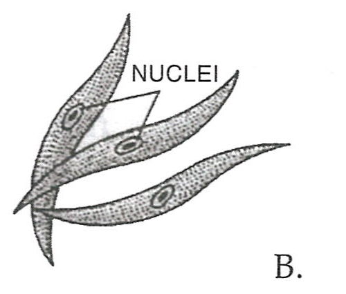 Study the figures given below and answer the following questions : Concise Biology Solutions ICSE Class 7.