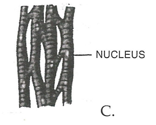 Study the figures given below and answer the following questions : Concise Biology Solutions ICSE Class 7.