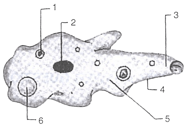Given alongside is the figure of an organism. Study the same and answer the following questions. Concise Biology Solutions ICSE Class 7.