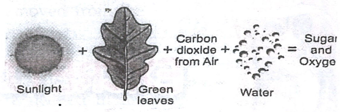 The figure given below represents a process in plants. Study the same and answer the following questions : Concise Biology Solutions ICSE Class 7.