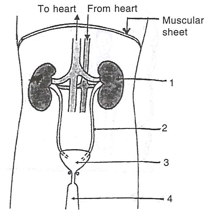 Given alongside is the diagram of an organ system of humans. Study the same and answer the following questions : Concise Biology Solutions ICSE Class 7.