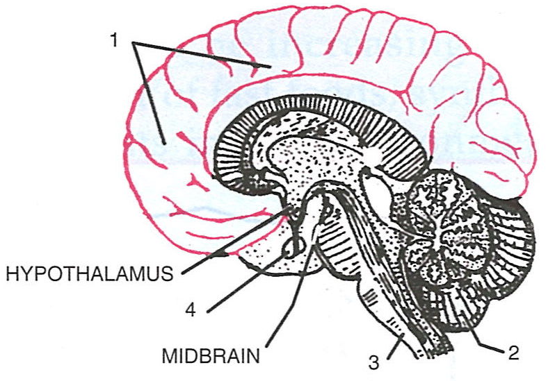 Given alongside is the figure of a median section of an organ. Study the same and answer the following questions : Concise Biology Solutions ICSE Class 7.